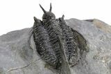 Devil Horned Cyphaspis Walteri Trilobite - Mrakib, Morocco #252524-5